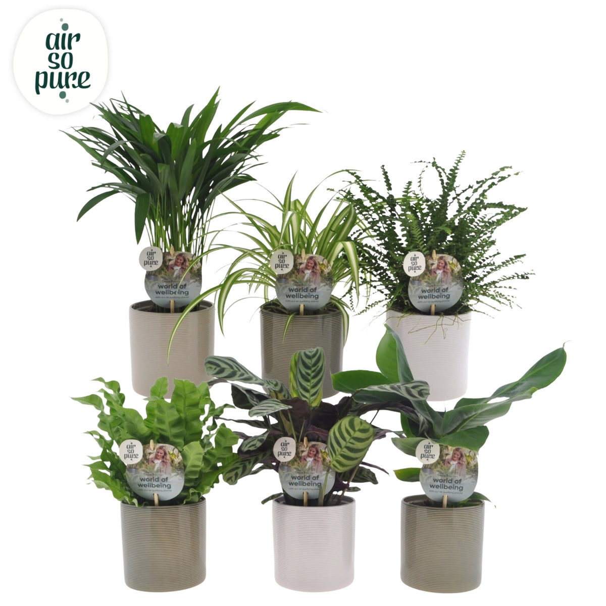 Foliage houseplants mix 25cm 12cm Pot