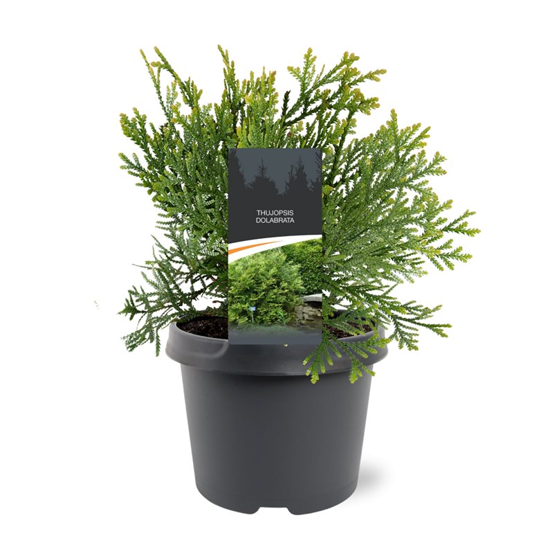 Bremmer Boomkwekerijen Thujopsis dolabrata Pack of 1