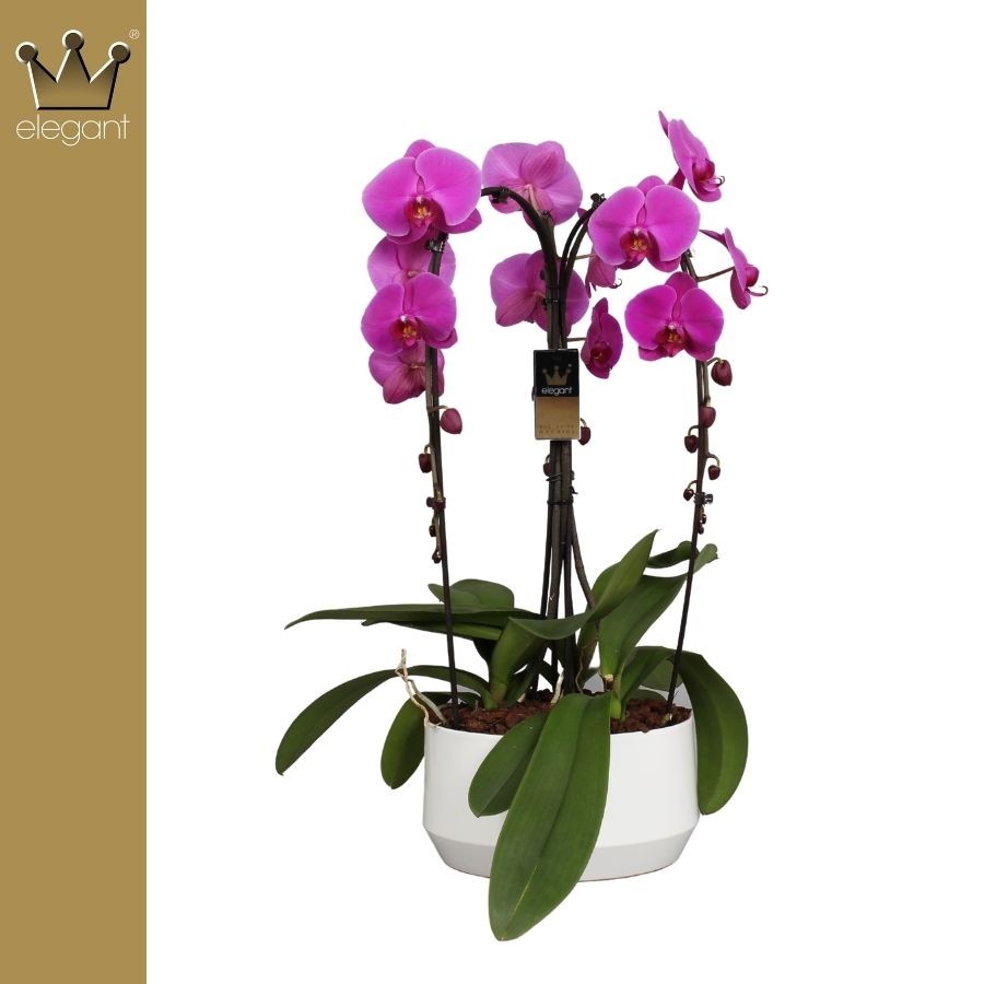 Bernhard New Variety Phalaenopsis pink special hoop Pack of 1
