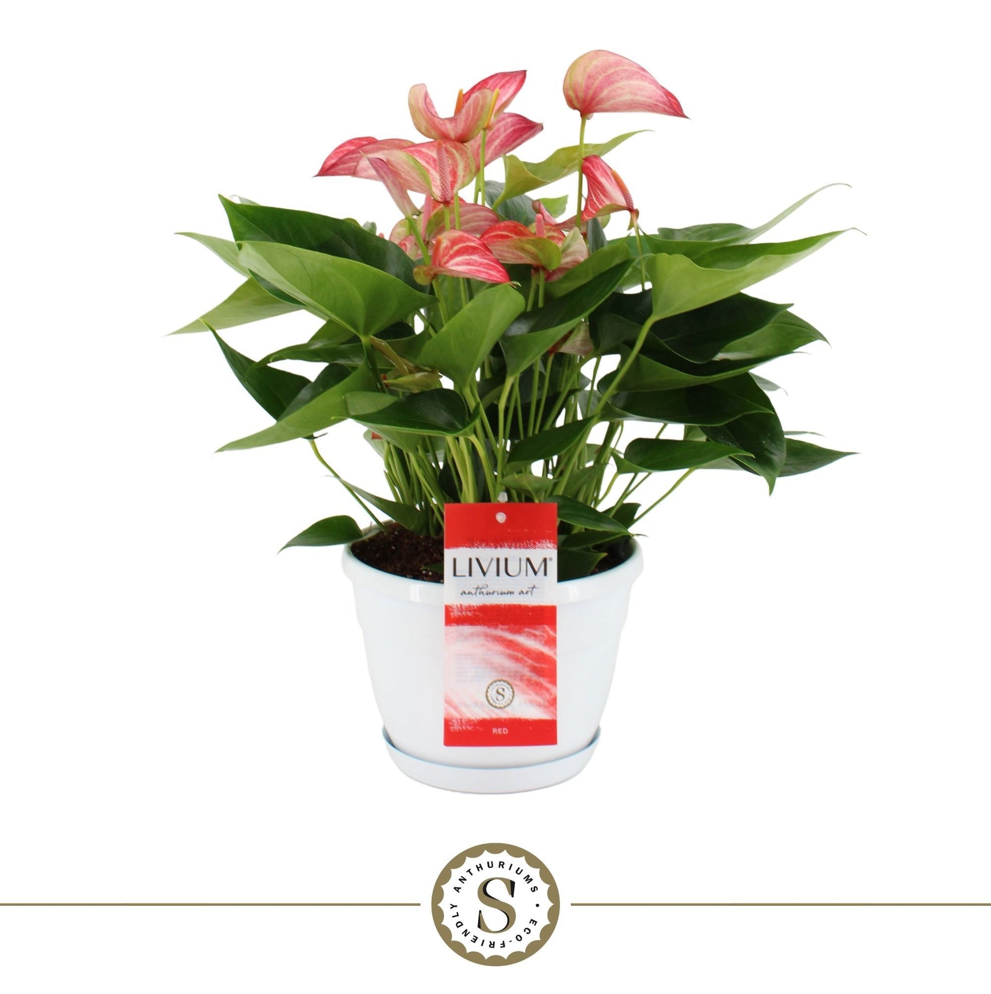 Anthurium Livium Red 45cm 20cm Pot