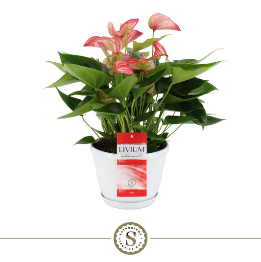 Anthurium Livium Red 45cm 20cm Pot