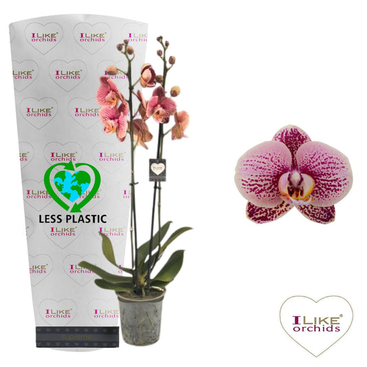 Phalaenopsis pink 65cm 12cm Pot