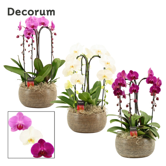 Phalaenopsis mix 55cm 27cm Pot