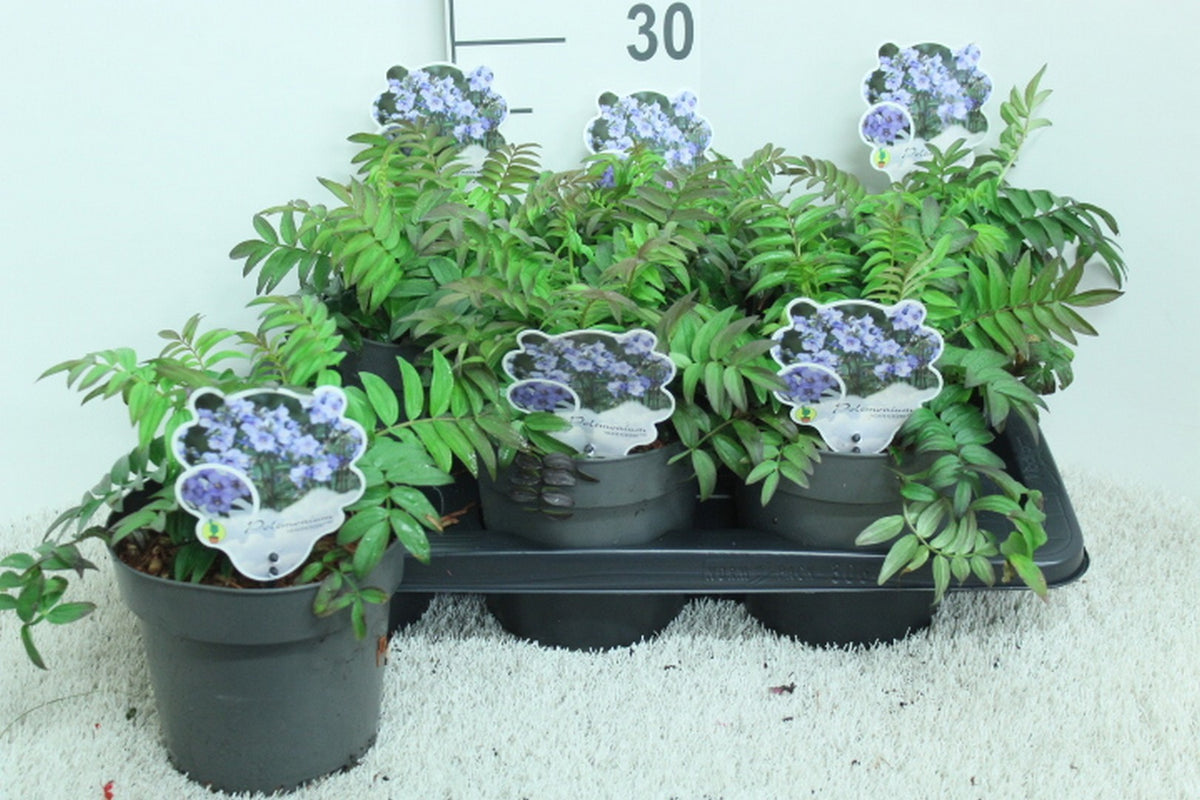 Polemonium reptans 25cm 17cm Pot