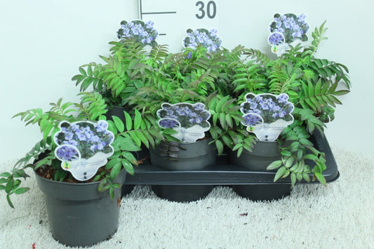 Polemonium reptans 25cm 17cm Pot