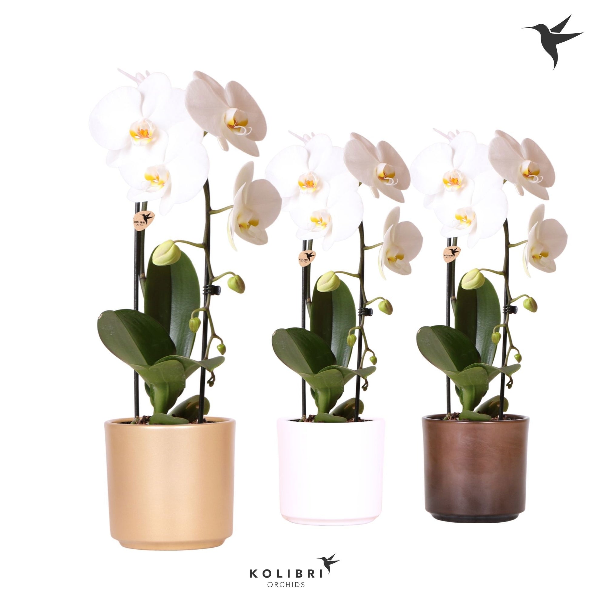 Phalaenopsis Elegant cascade 50cm 12cm Pot
