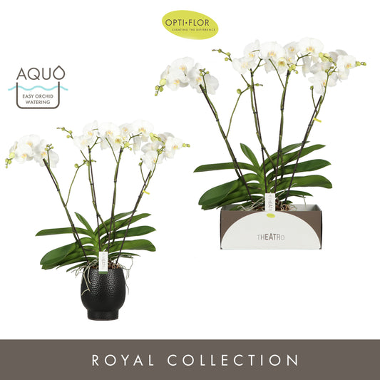 Phalaenopsis Theatro white (+ drp.ceramic) 85cm 17cm Pot