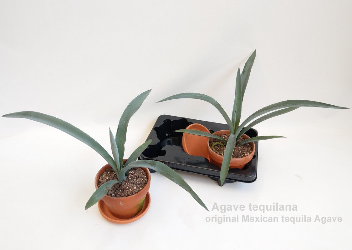 Agave 30cm 16cm Pot
