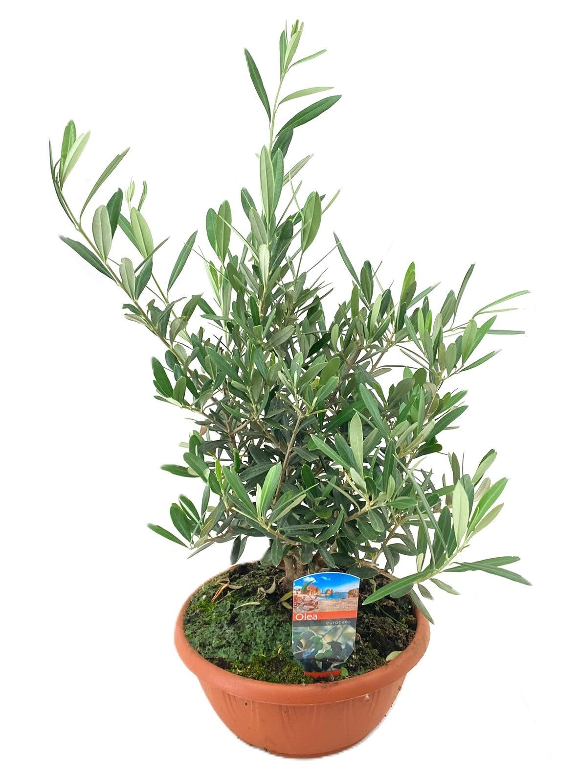 Olea europaea 45cm 21cm Pot