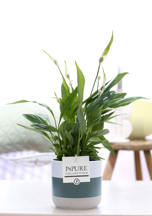 Spathiphyllum hybrid 35cm 12cm Pot