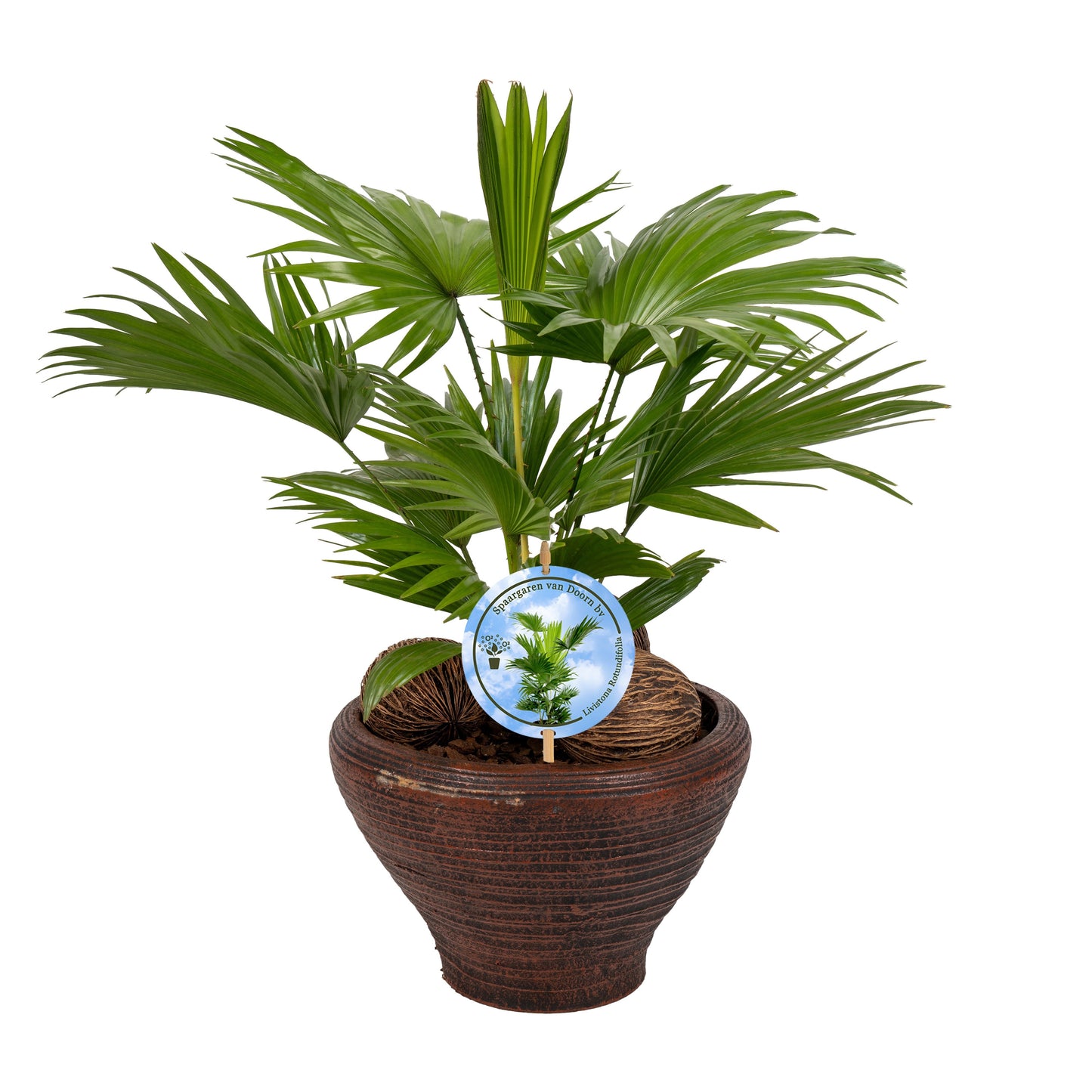 Livistona rotundifolia 50cm 26cm Pot