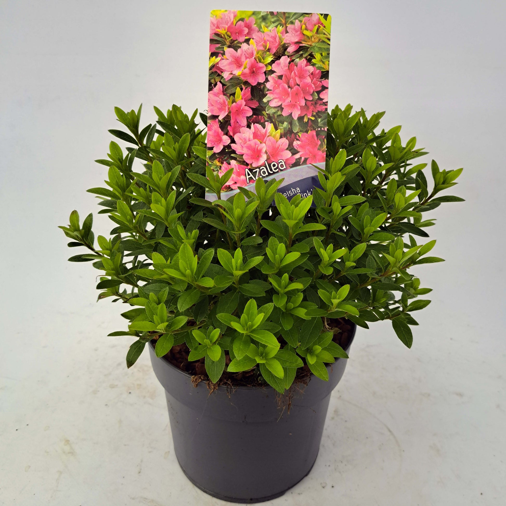Rhododendron Geisha Pink 30cm 19cm Pot