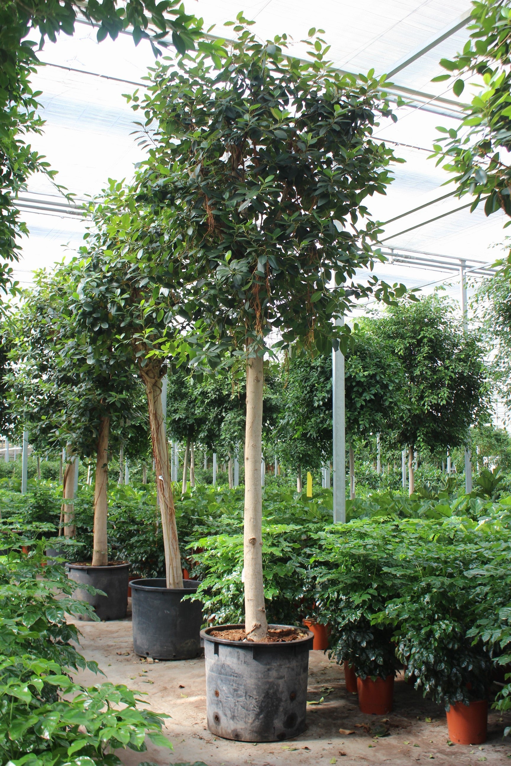 Ficus rub. Australis 500cm 80cm Pot