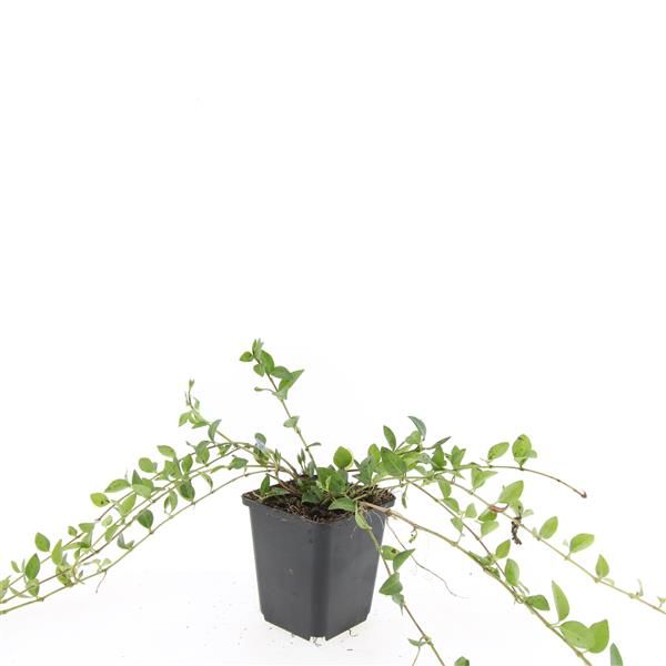 Vinca min. La Grave 15cm 9cm Pot