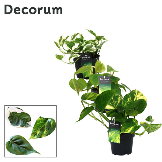 Epipremnum pinnatum mix 25cm 12cm Pot