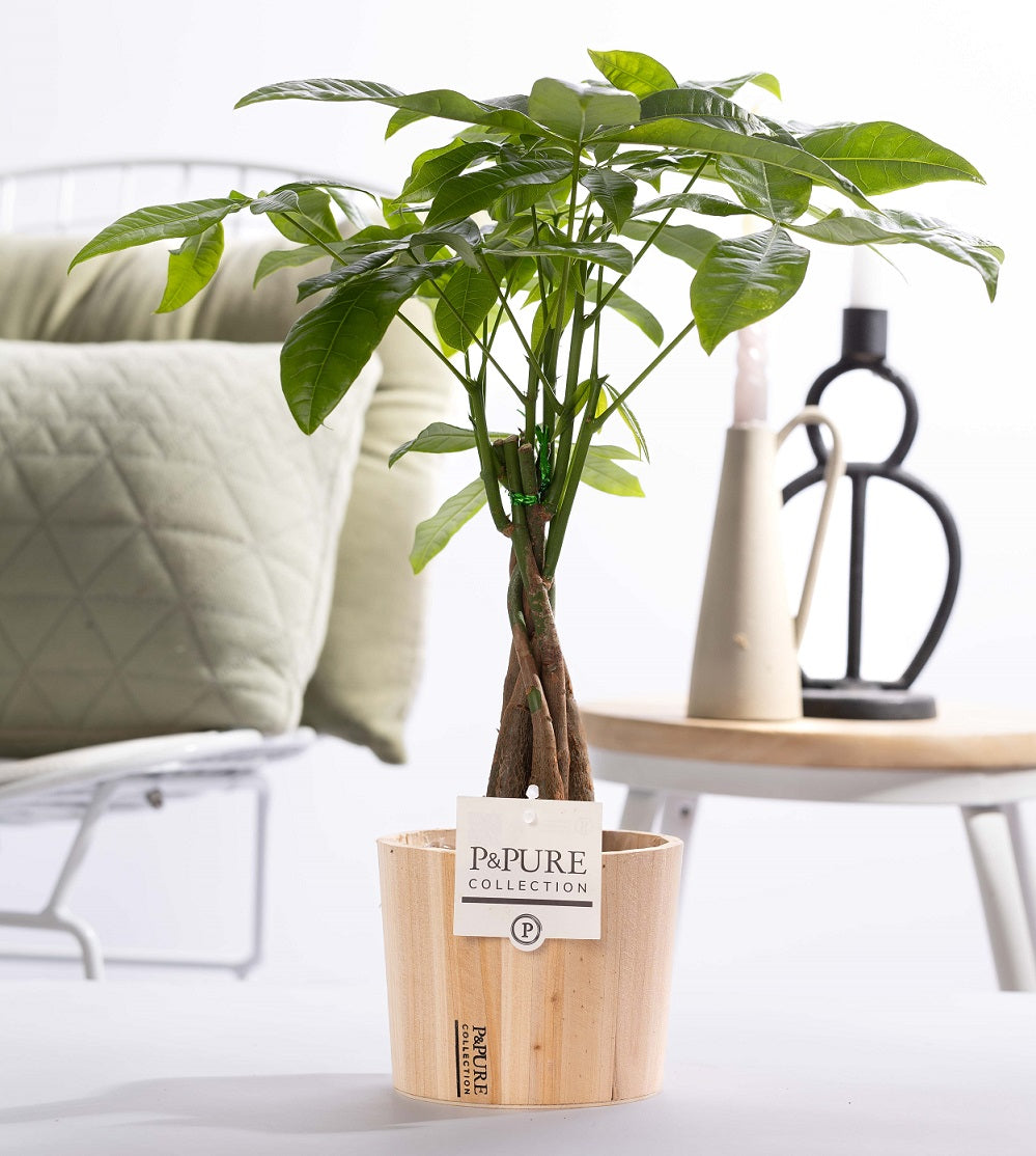 Pachira aquatica 45cm 12cm Pot