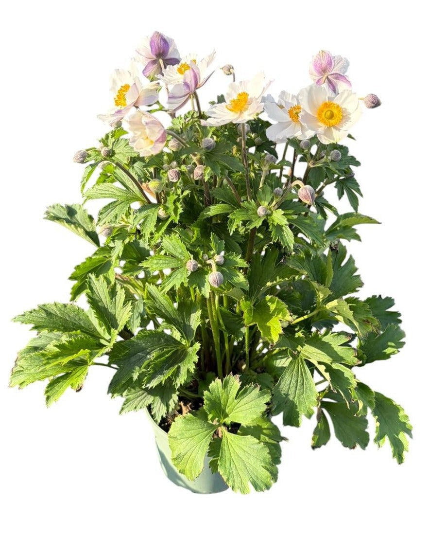 Anemone Elfin Swan 65cm 19cm Pot