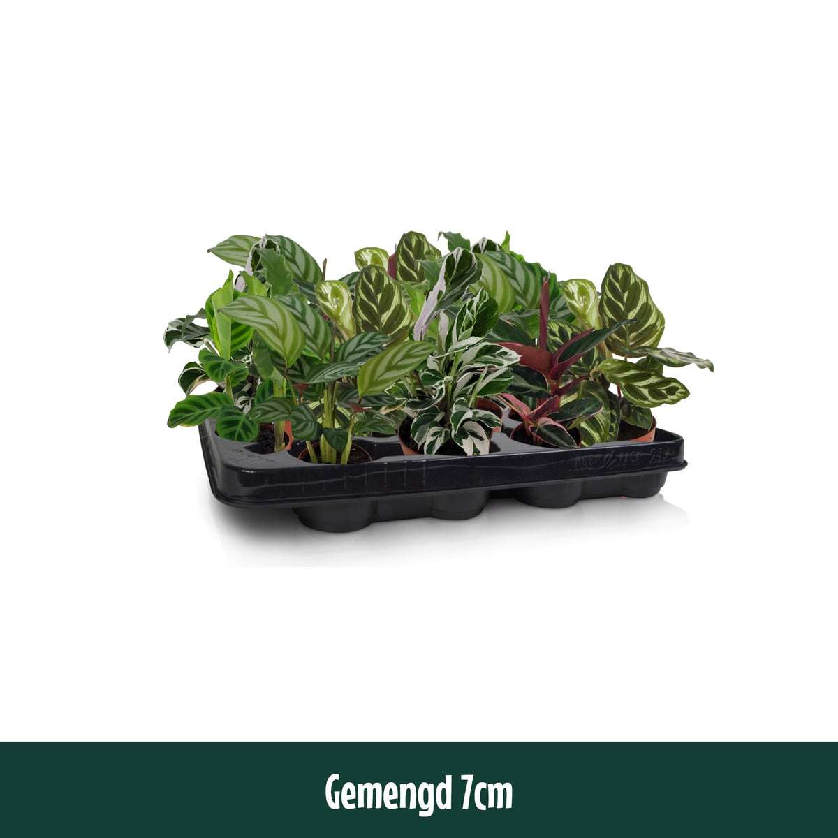 Calathea mix 15cm 7cm Pot