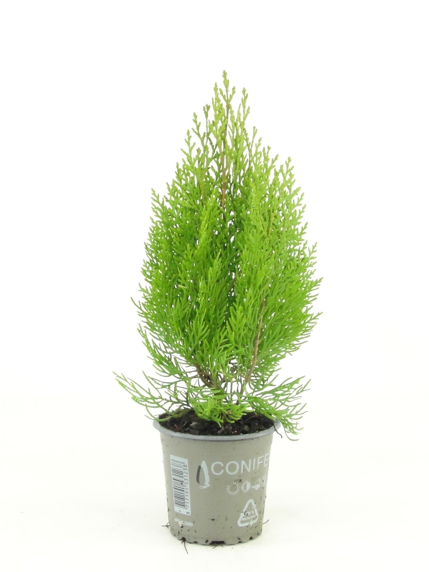 Platycladus or. Pyramidalis Aurea 15cm 9cm Pot