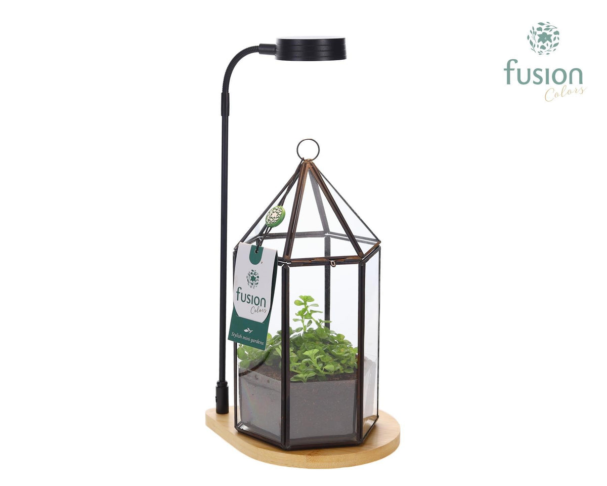 Bamboe plateau met LED licht lamp en vaas en Groen planten 35cm 15cm Pot