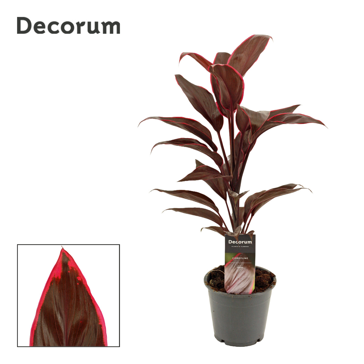 Cordyline frut. Mambo 40cm 12cm Pot
