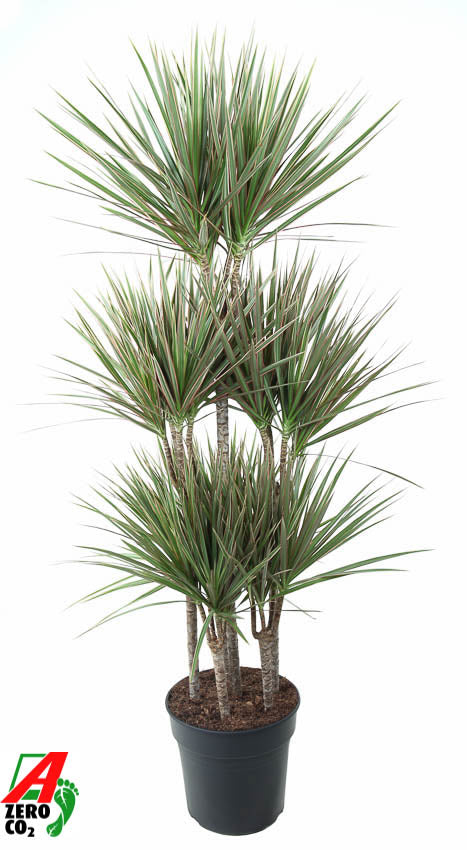 Dracaena Bicolor caroussel 140cm 31cm Pot