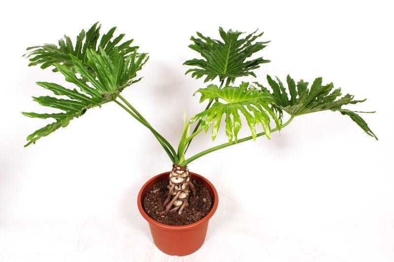 Philodendron selloum Cum Laude 120cm 40cm Pot