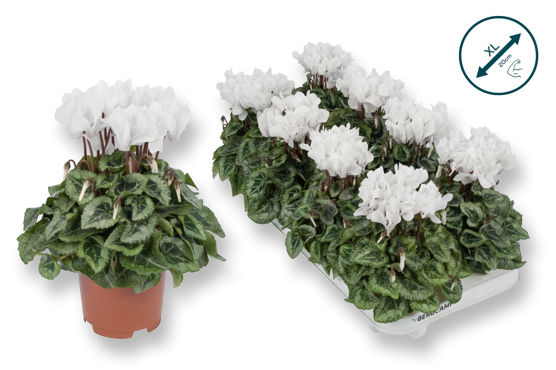 Bergcamp, kwekerij Cyclamen Donatello white Pack of 8