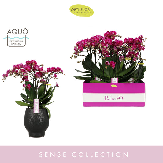 Phalaenopsis Purple 50cm 15cm Pot