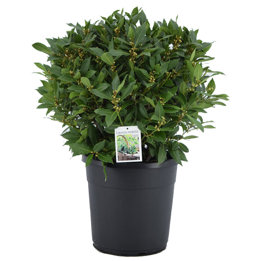 Laurus nobilis 70cm 30cm Pot