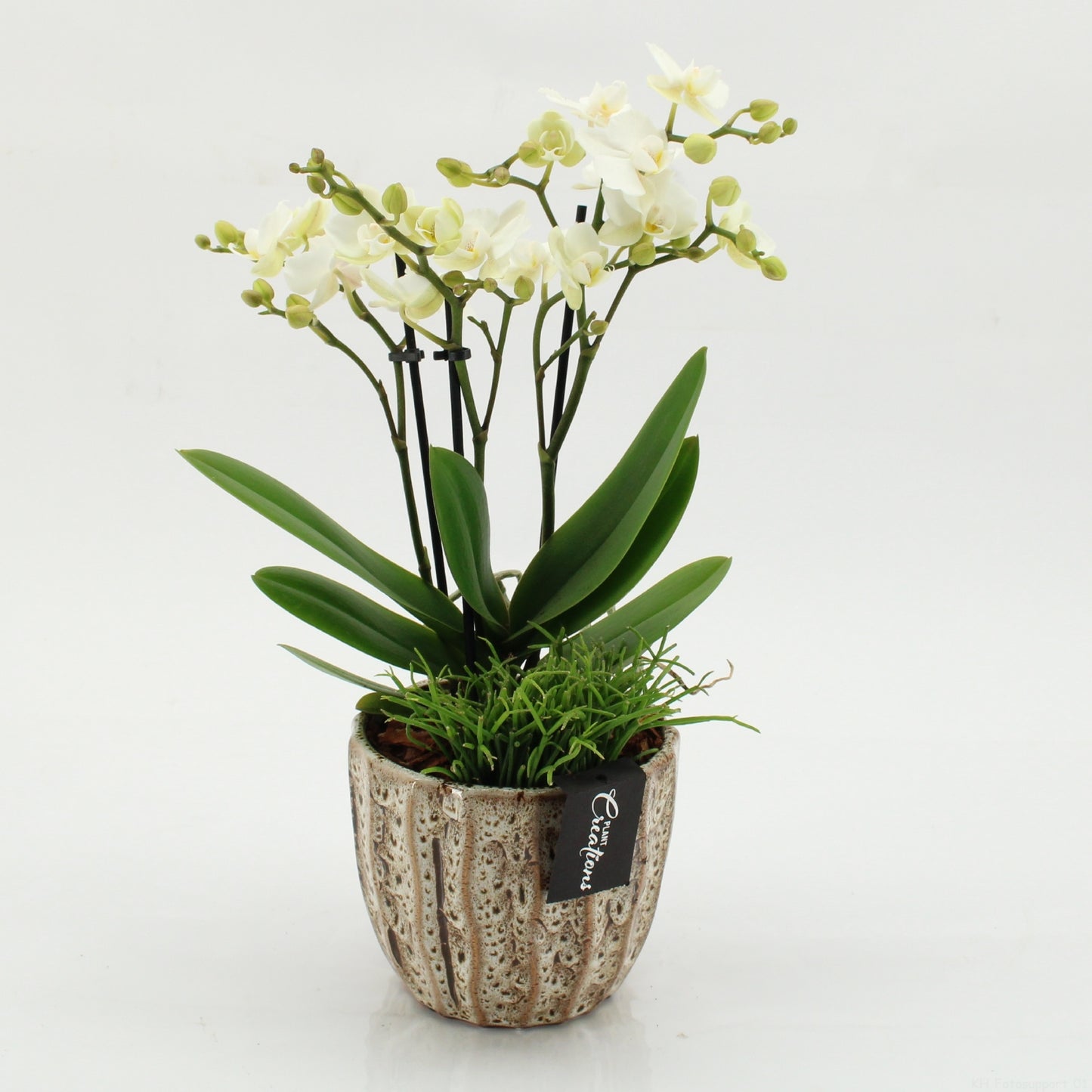 PHAL-2603 Phalaenopsis creatie 45cm 14cm Pot