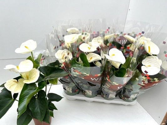 WE-Plants Anthurium Alpine Pack of 6