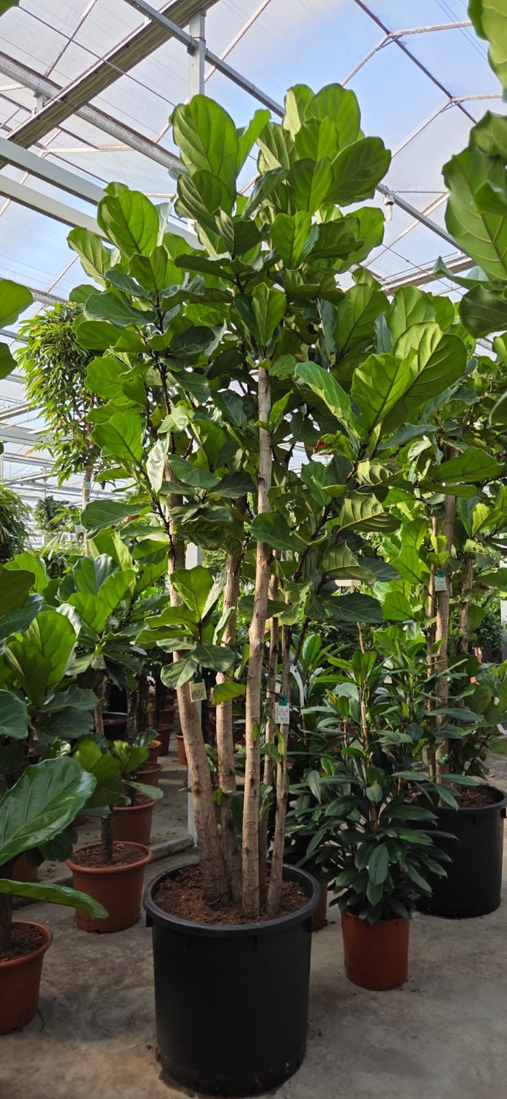 Ficus lyrata 400cm 70cm Pot