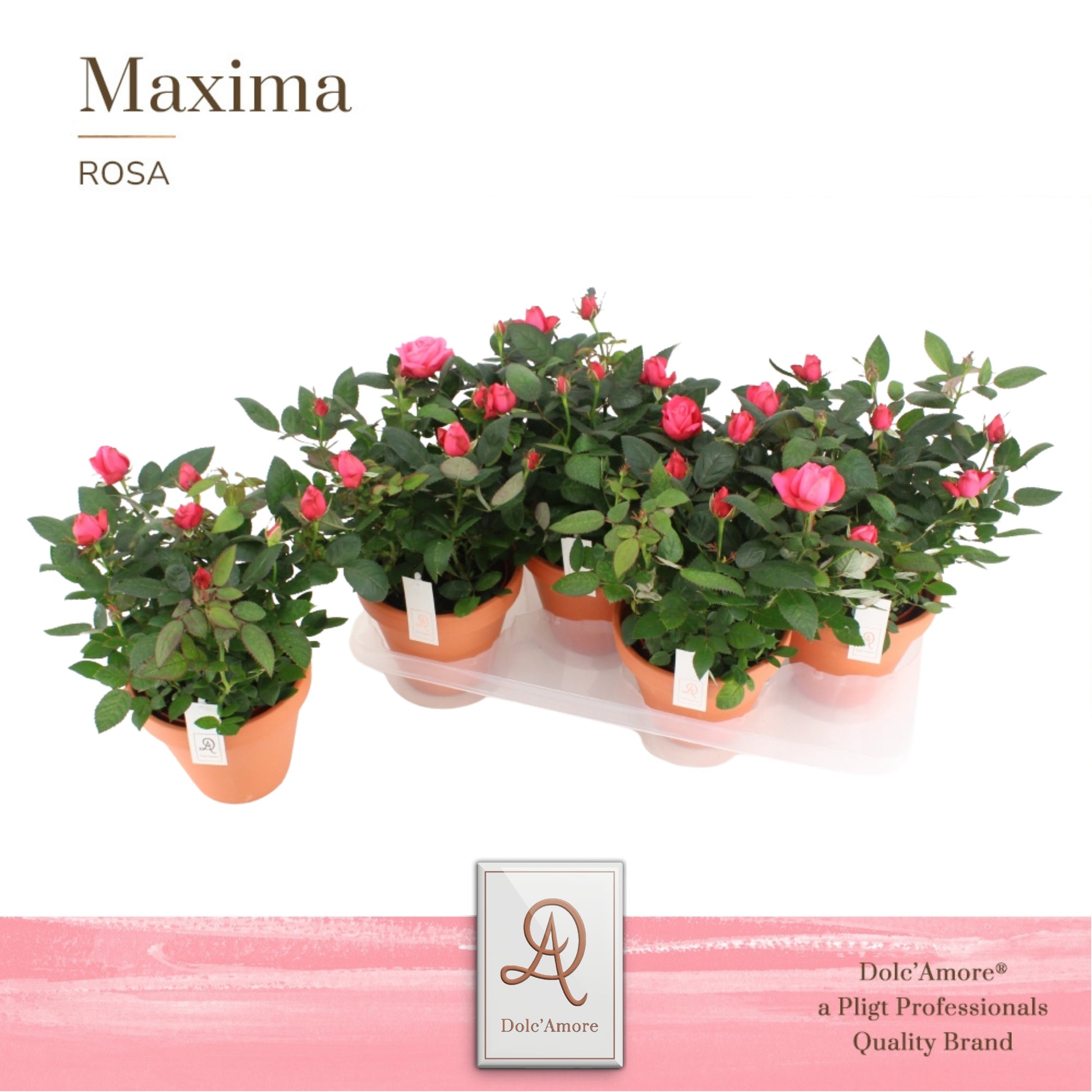 Rosa Infinity Princess 32cm 14cm Pot