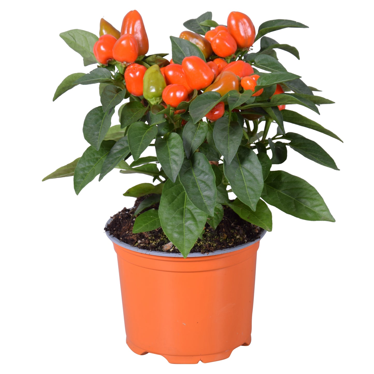 Adrichem Potplanten Capsicum ann. Samba Orange Pack of 6