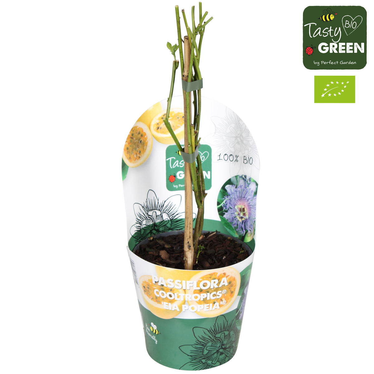 Passiflora Cooltropics eia popeia bio 30cm 14cm Pot
