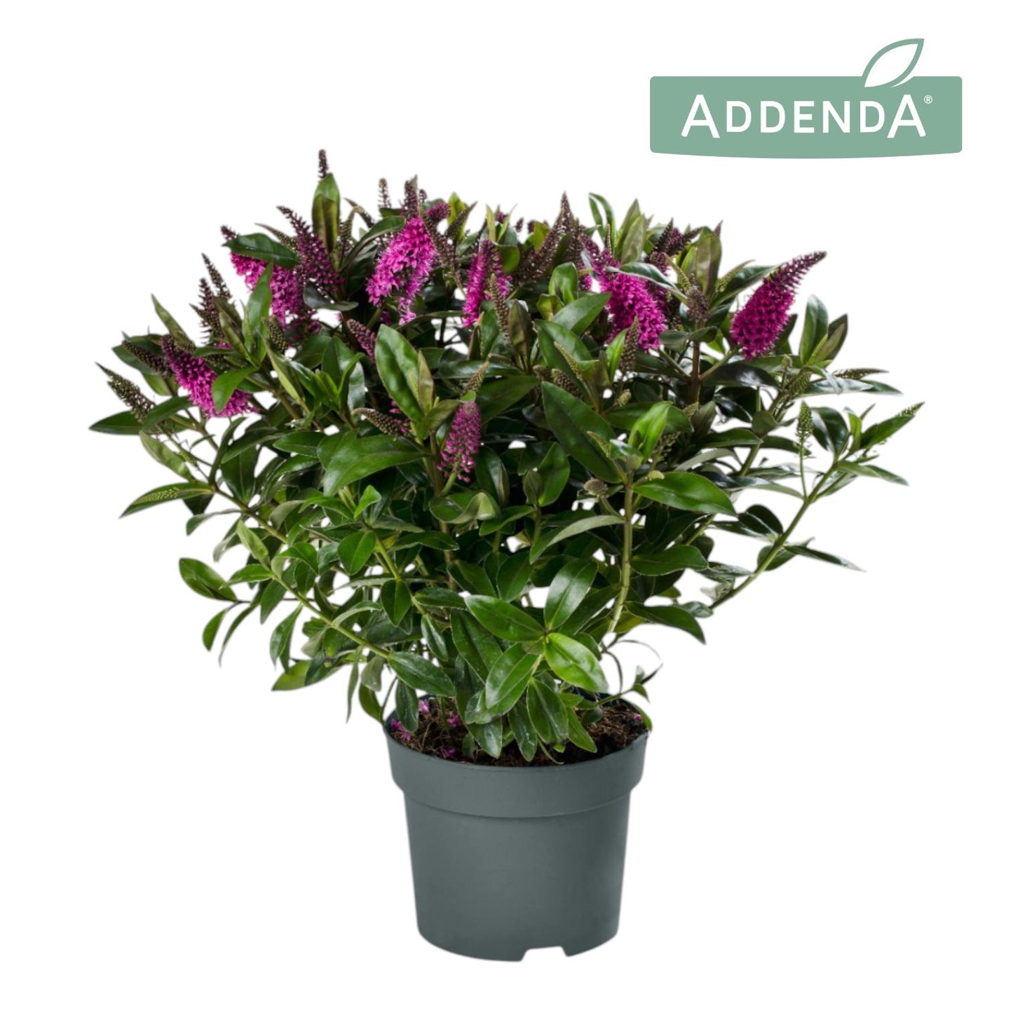 Hebe Celebration 35cm 15cm Pot