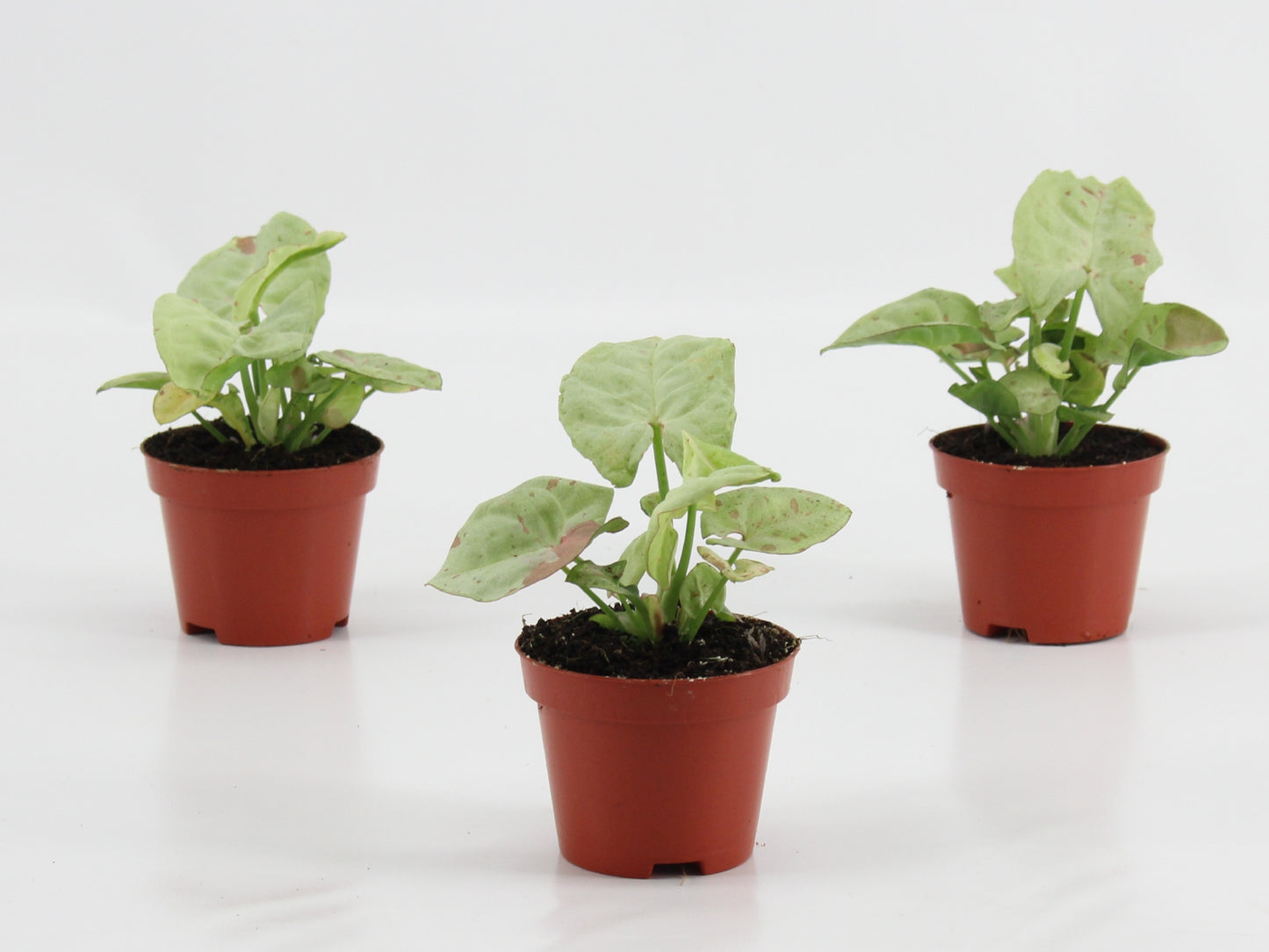 Mostert Nieuwerkerk BV Syngonium Hybrid Pack of 12