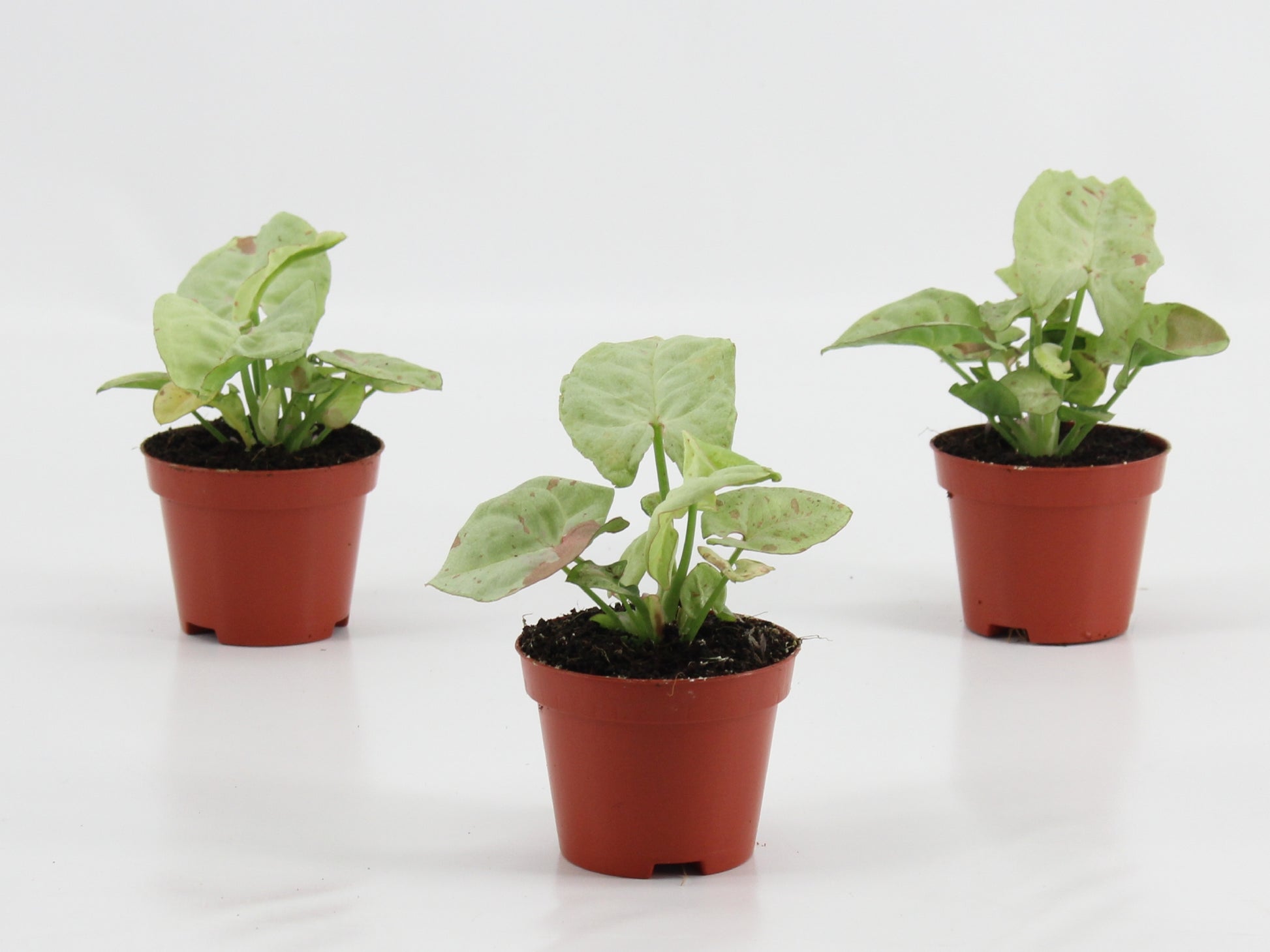 Mostert Nieuwerkerk BV Syngonium Hybrid Pack of 12