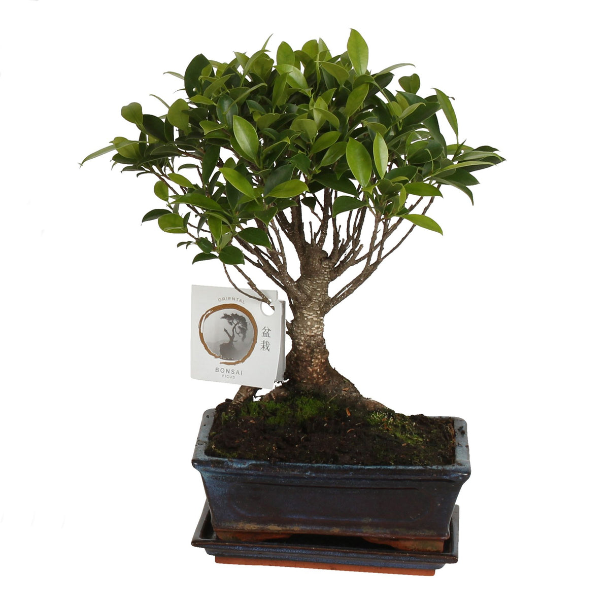 Bonsai Mix 25cm 15cm Pot