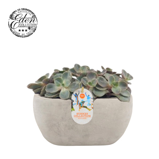 Echeveria Perle von Nuernberg 20cm 25cm Pot