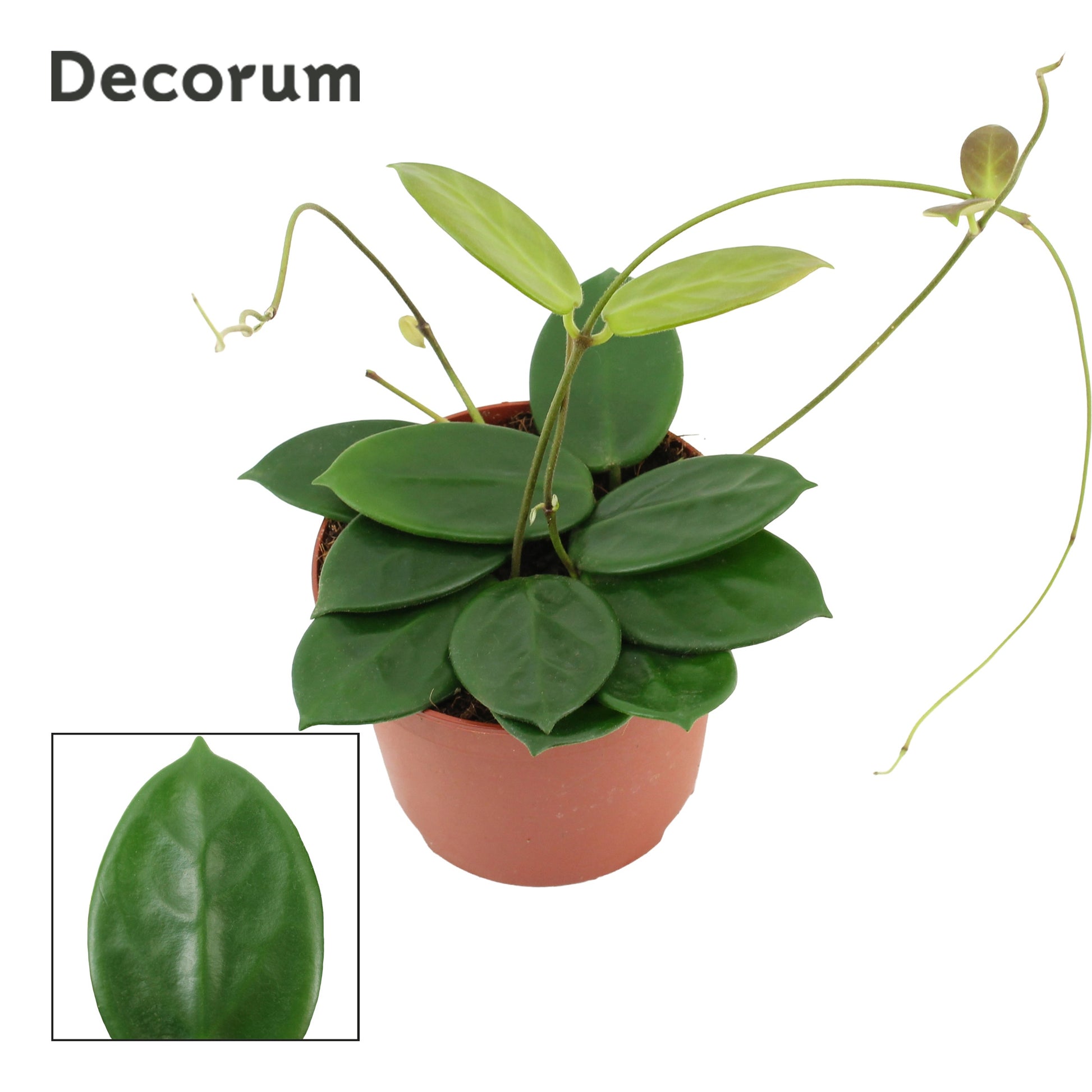 Hoya australis 16cm 12cm Pot