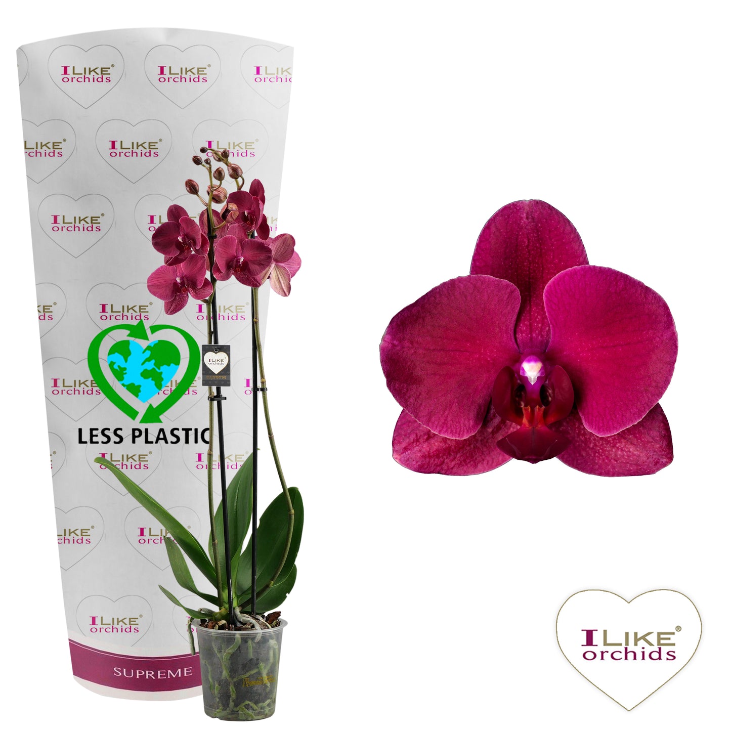 Phalaenopsis Montreux 55cm 12cm Pot