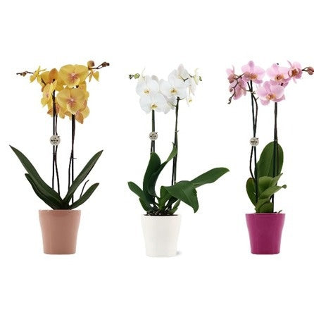 Phalaenopsis mix 60cm 12cm Pot