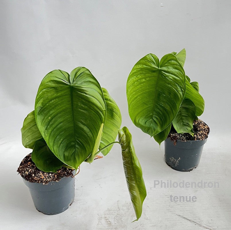 Philodendron scandens 30cm 14cm Pot