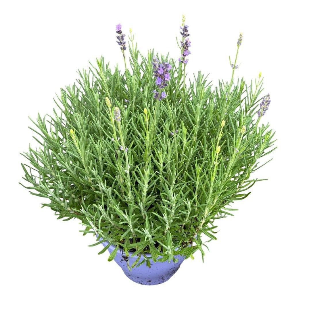 Woudenberg, VOF Gebr. van Lavandula Munstead Pack of 1