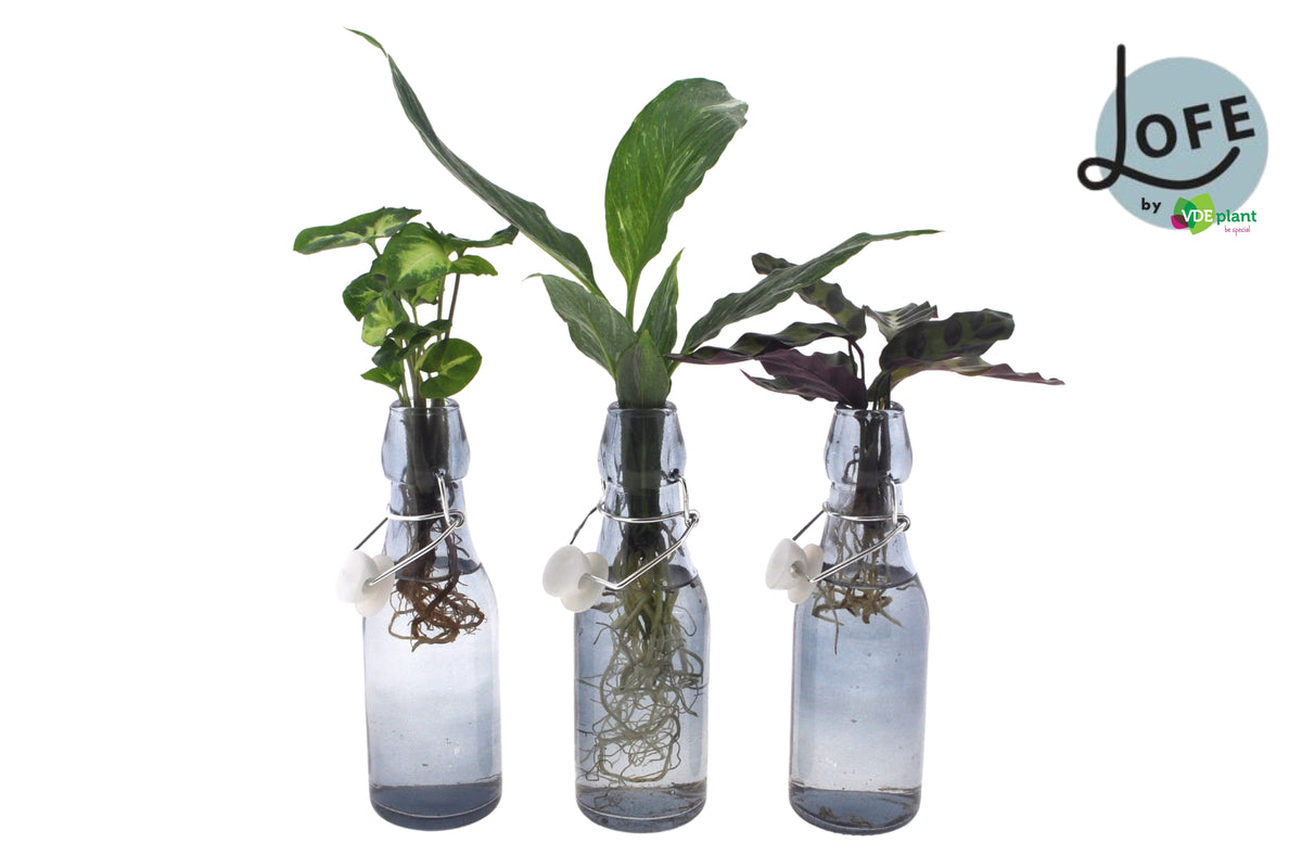 Foliage houseplants mix 25cm 7cm Pot