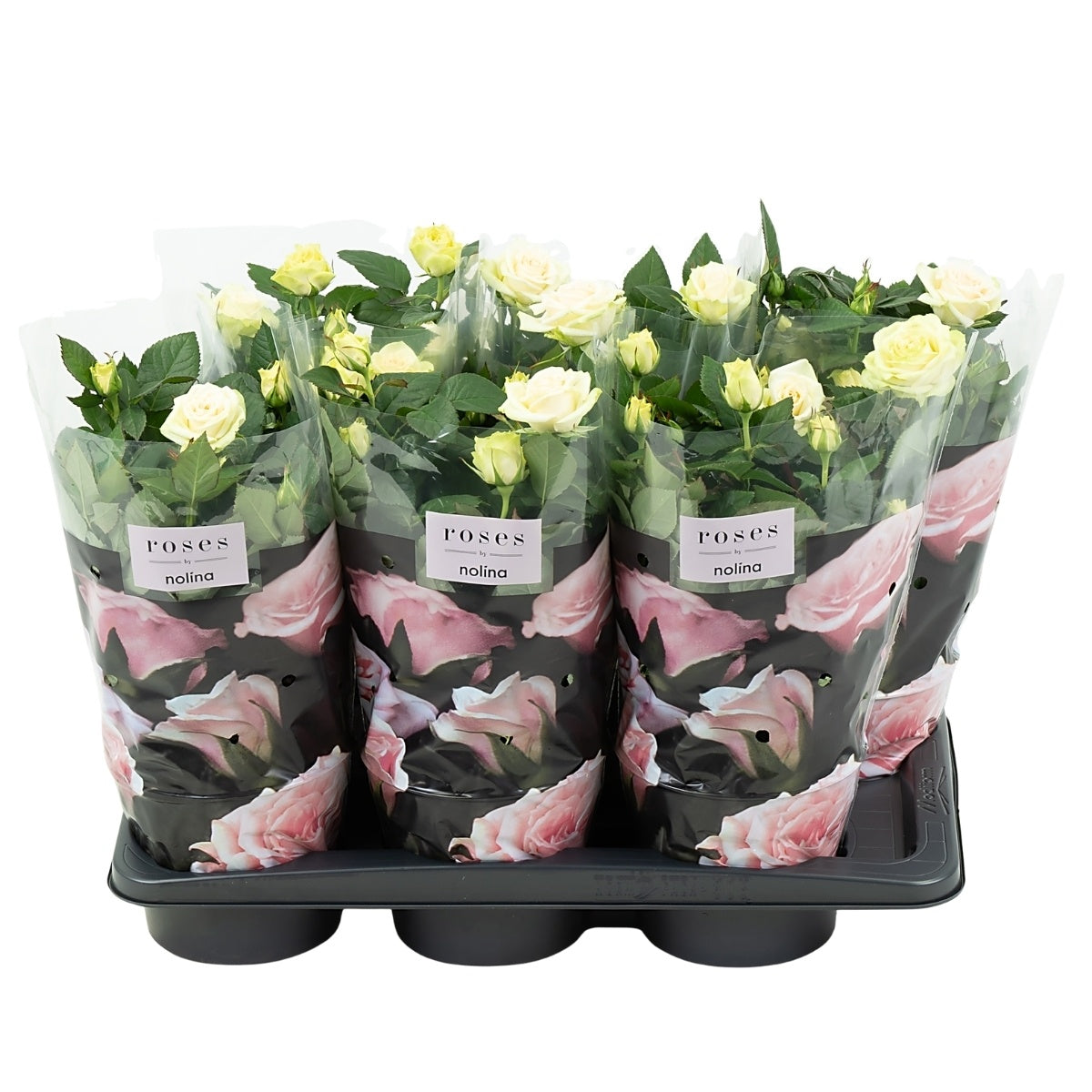 Rosa white 45cm 17cm Pot