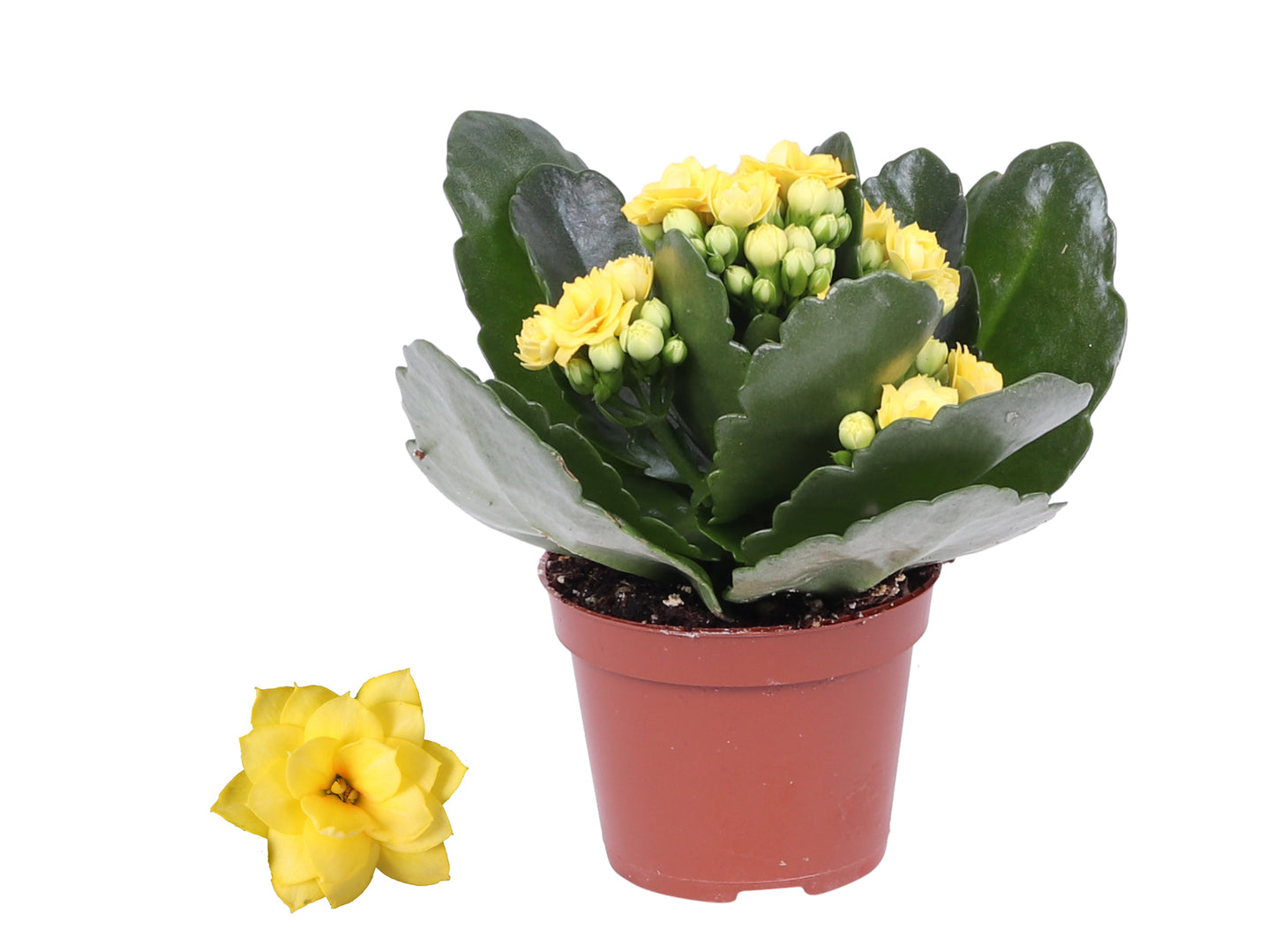 Kalanchoe Rosalina Don Amarillo 12cm 6cm Pot