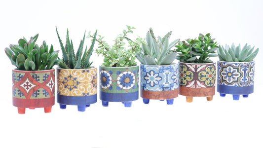 Succulent mix 20cm 9cm Pot
